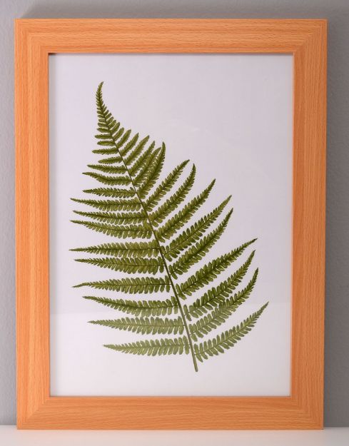 Slika FOTO OKVIR ANCHOR HABITAT A4 CERT BEECH (P/W) BEXS